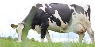 Reproductive Technology in Practice: Making Cattle Fertility Management More Efficient